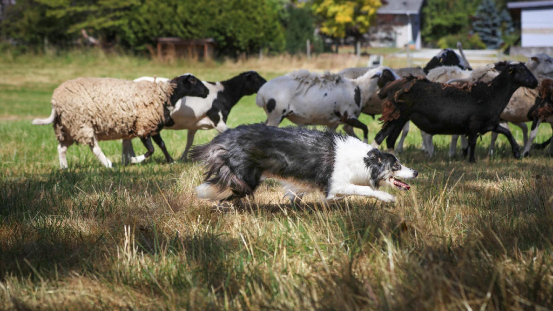 A dog herding a flock of sheep in a sunlit grassy field.