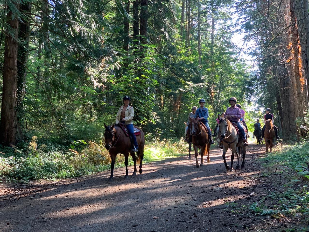Riders on horseback walking along a forest trail filled with tall trees and sunlight.